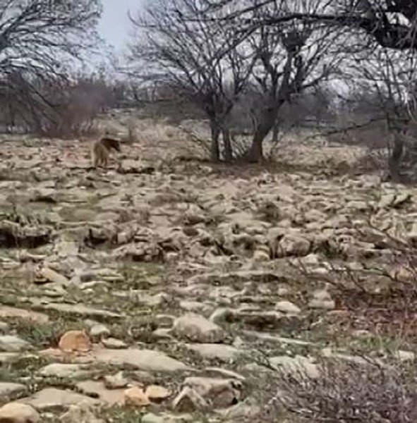 Tunceli’de boz ayı görüntülendi