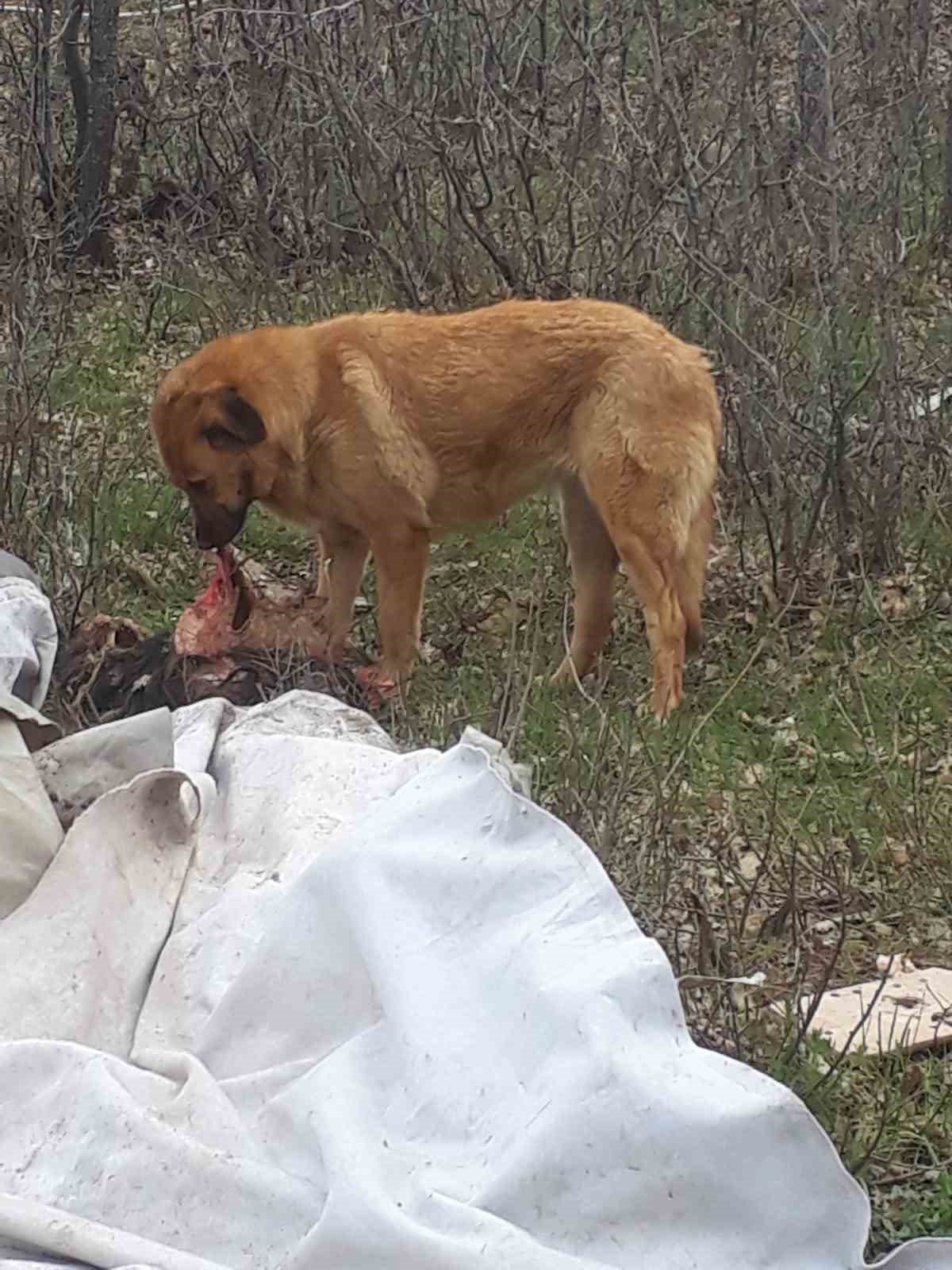 Ahıra giren sokak köpekleri 4 hayvanı telef etti, 15’ini de yaraladı