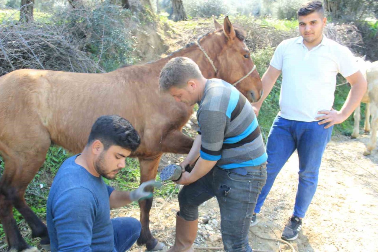 Aydın’da nisan yağışlarıyla sarp arazilerin tavı geldi, çifte koşulan atlar bakıma alındı