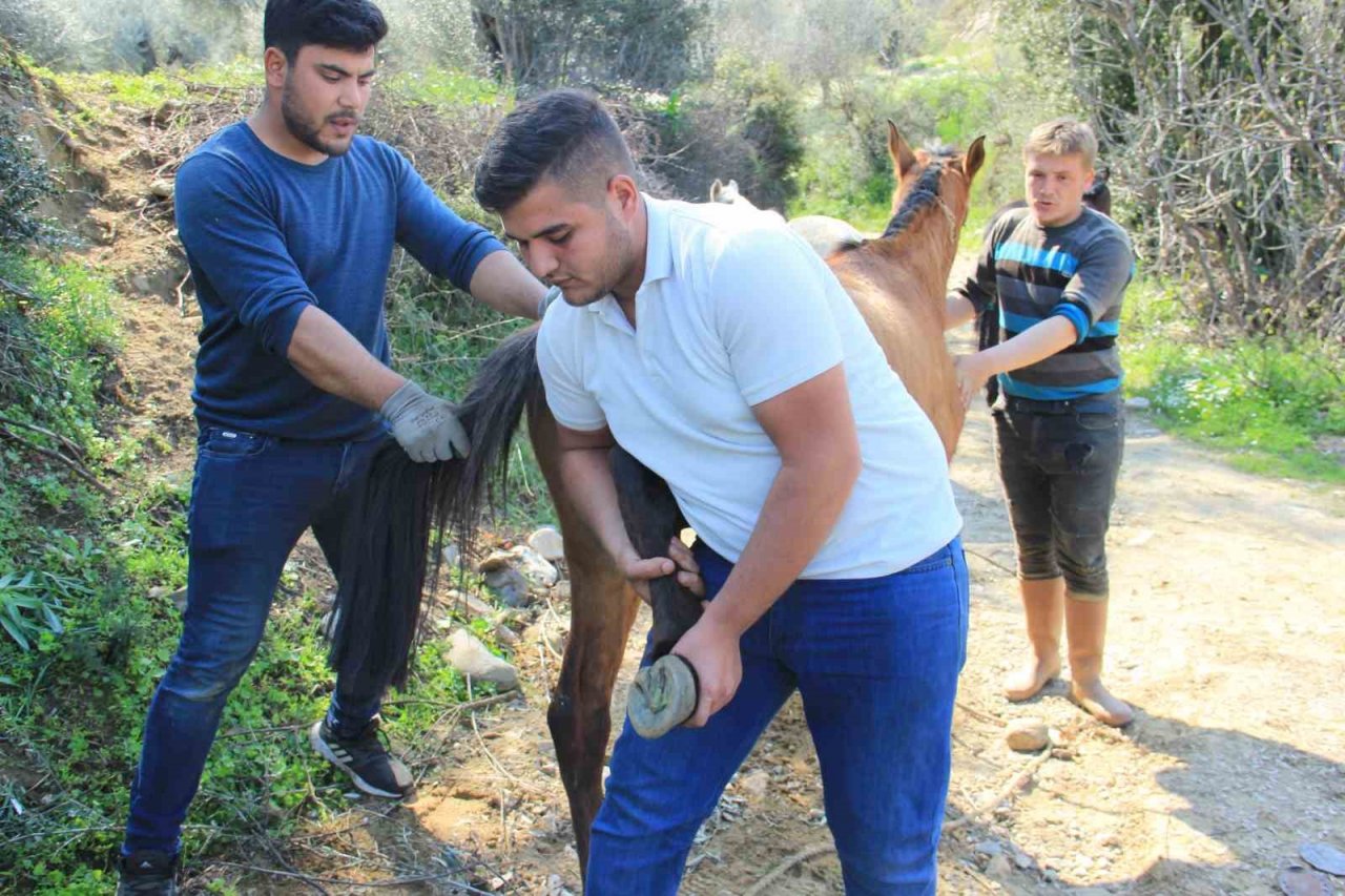 Aydın’da nisan yağışlarıyla sarp arazilerin tavı geldi, çifte koşulan atlar bakıma alındı