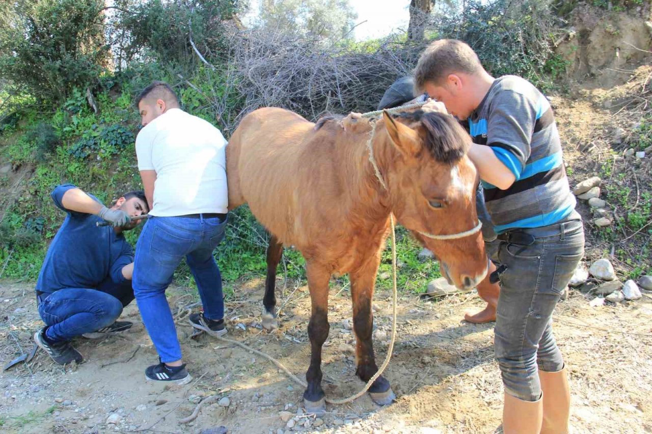 Aydın’da nisan yağışlarıyla sarp arazilerin tavı geldi, çifte koşulan atlar bakıma alındı