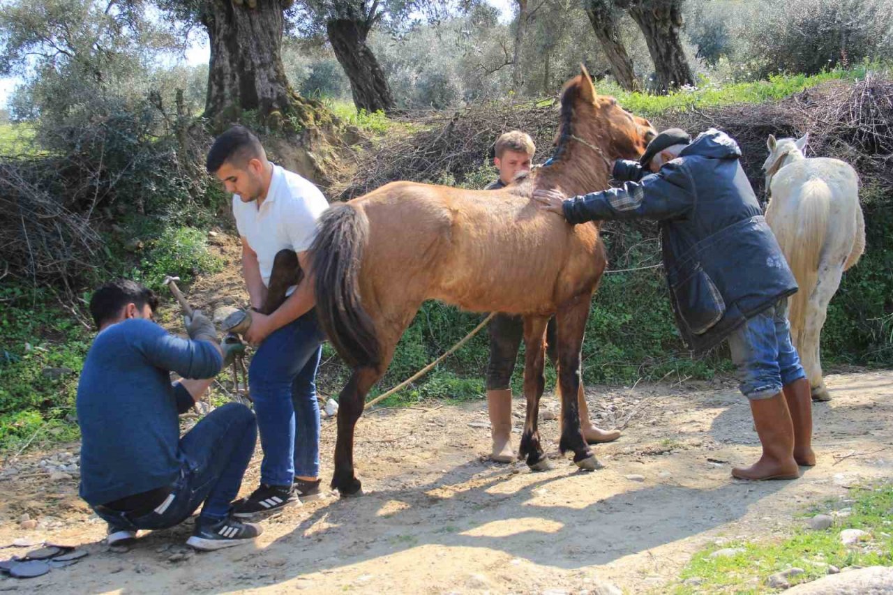Aydın’da nisan yağışlarıyla sarp arazilerin tavı geldi, çifte koşulan atlar bakıma alındı