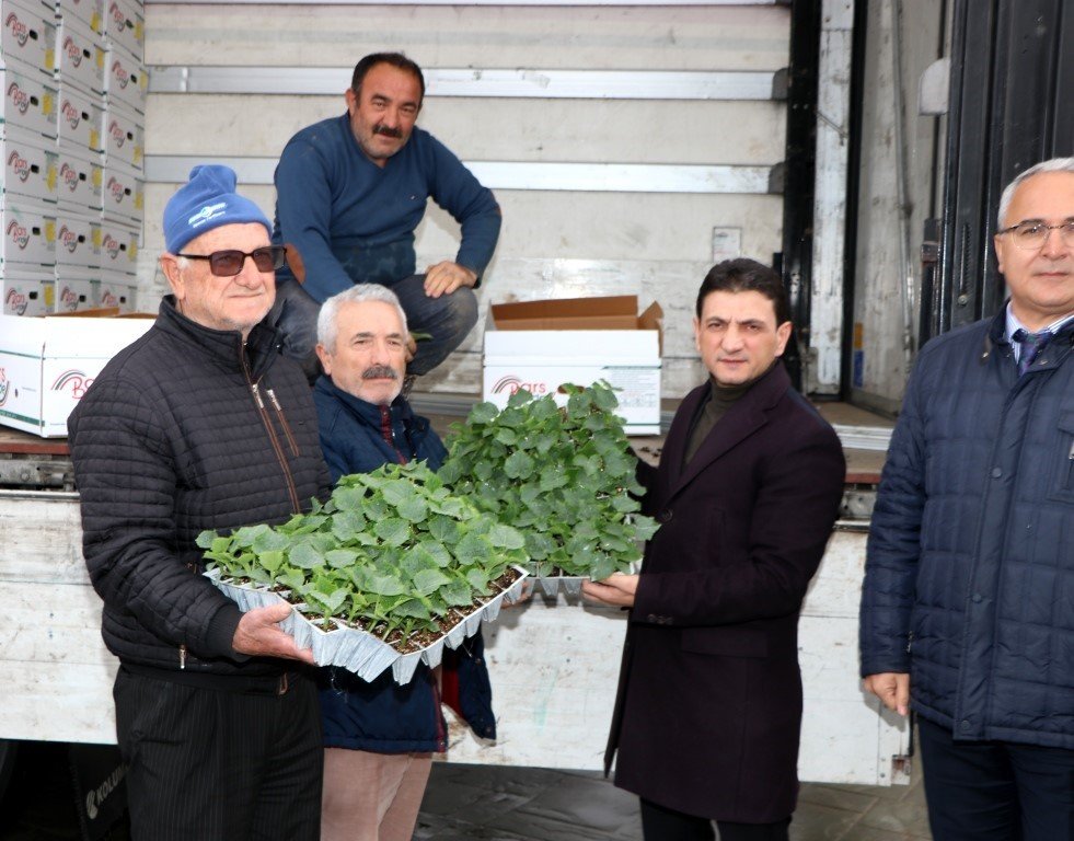 Yalova’da sebze üreticilerine 52 bin 550 adet hıyar fidesi dağıtıldı