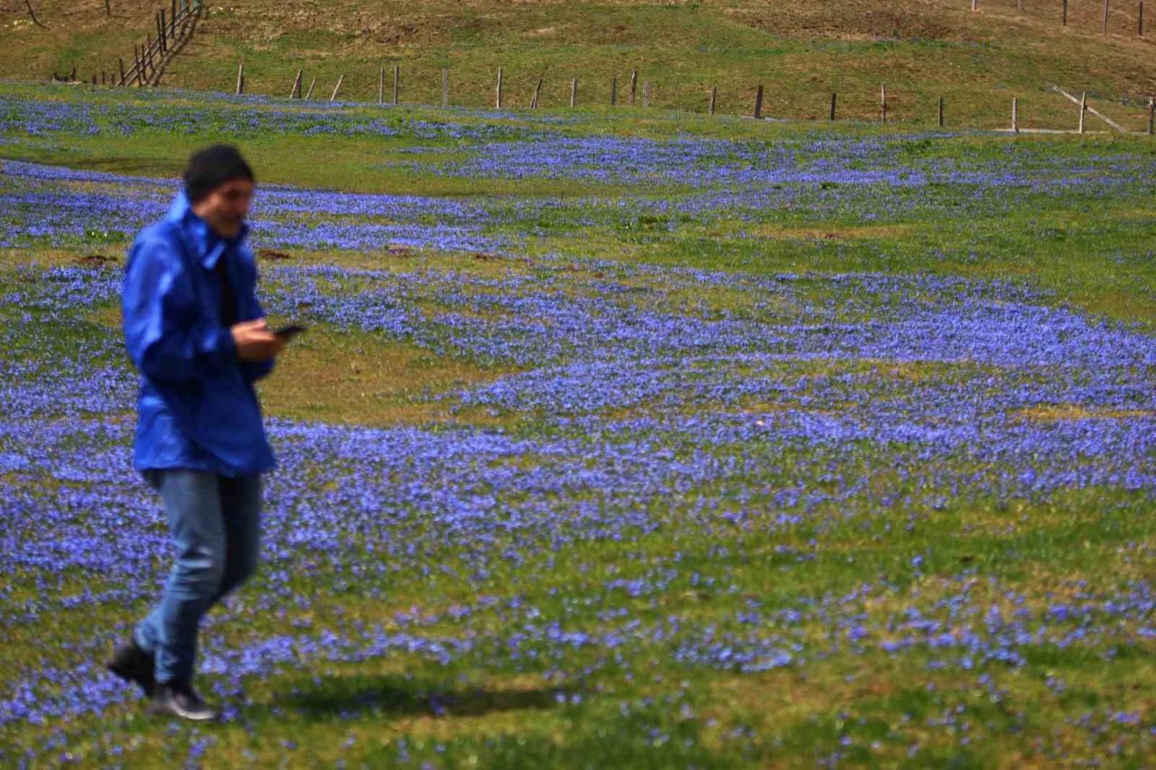 Mor Yayla’nın Mavi Yıldız çiçekleri karların erimesi ile kendini gösterdi