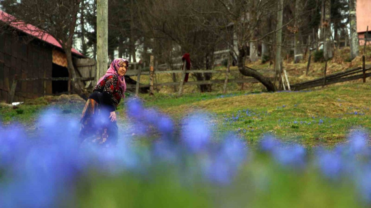 Mor Yayla’nın Mavi Yıldız çiçekleri karların erimesi ile kendini gösterdi