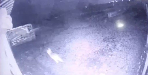 Ahıra girmeyi başaran kurt, koyunlara böyle saldırdı