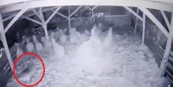 Ahıra girmeyi başaran kurt, koyunlara böyle saldırdı