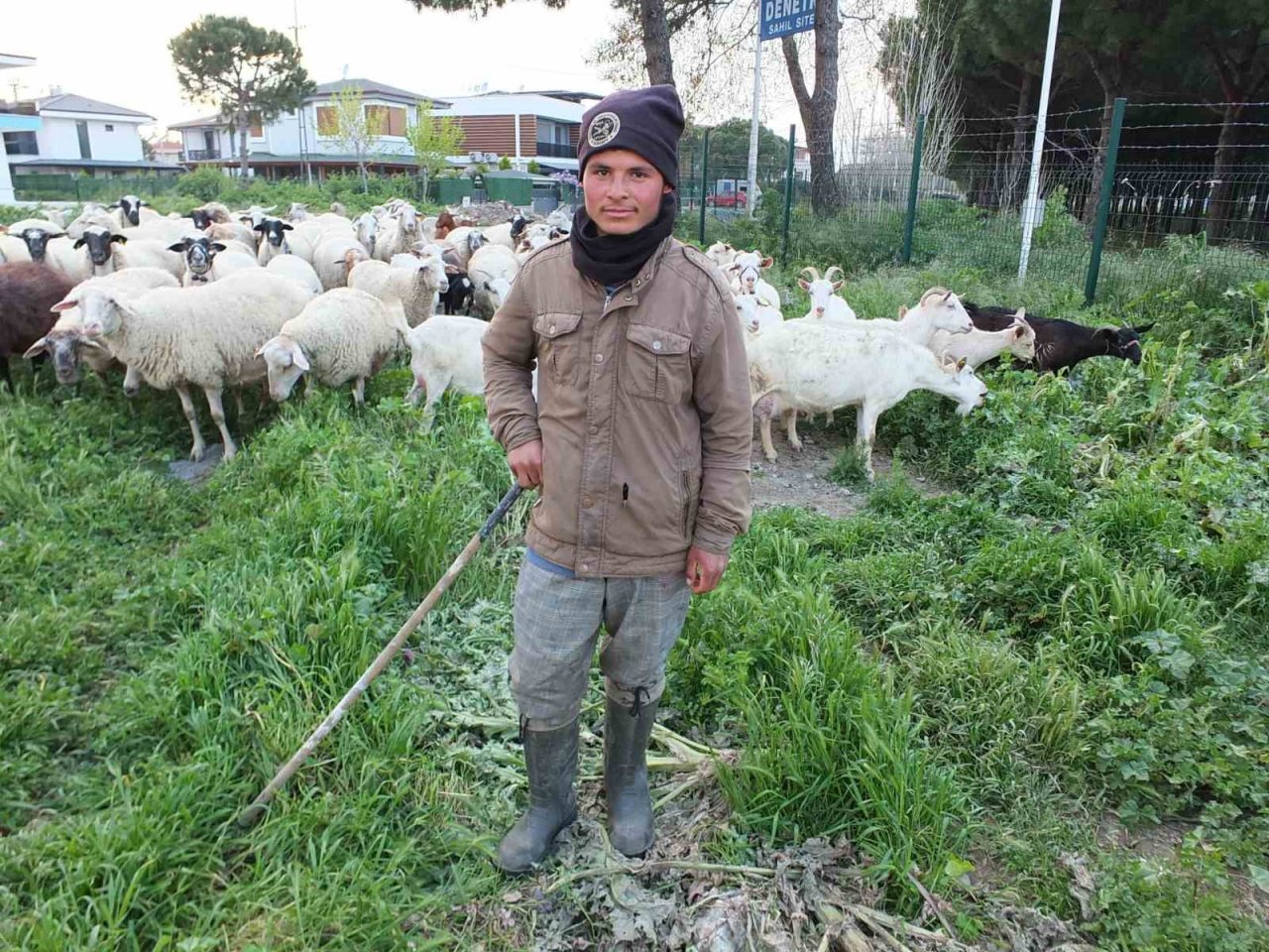 Burhaniye’de bahar yağmurları çobanları sevindirdi
