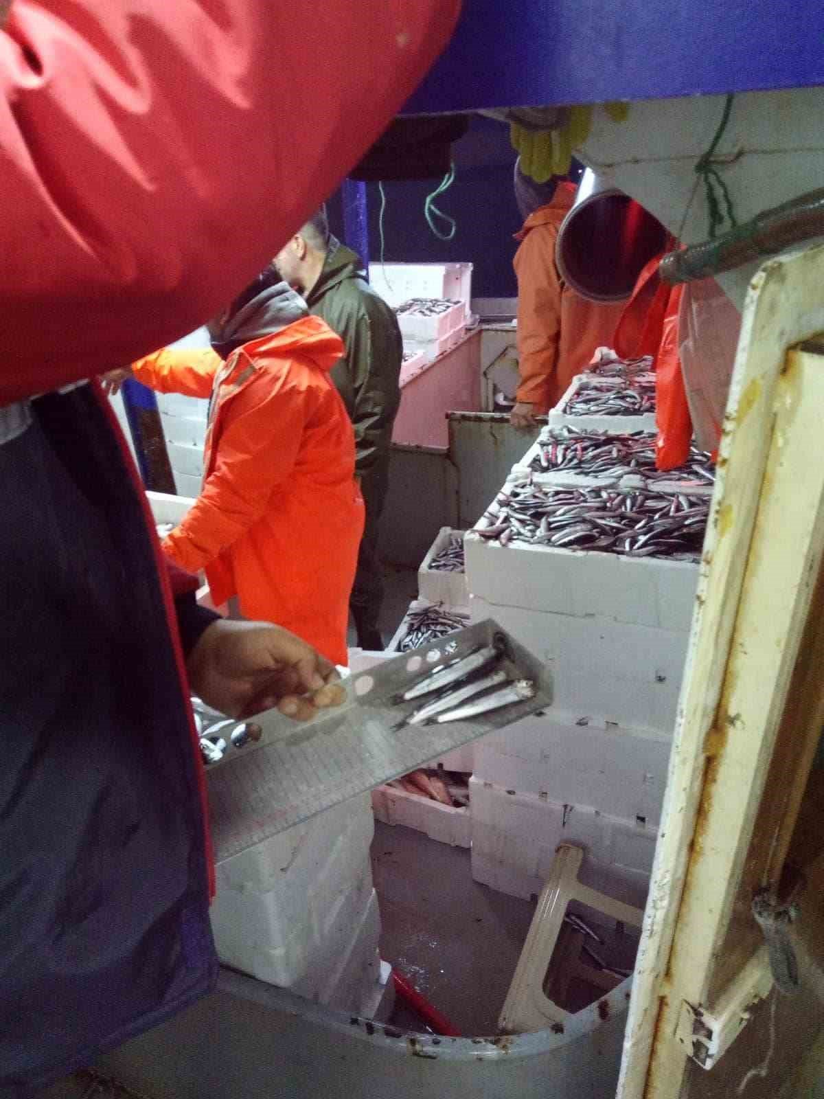 Gırgır teknelerinde balık boyu denetimi