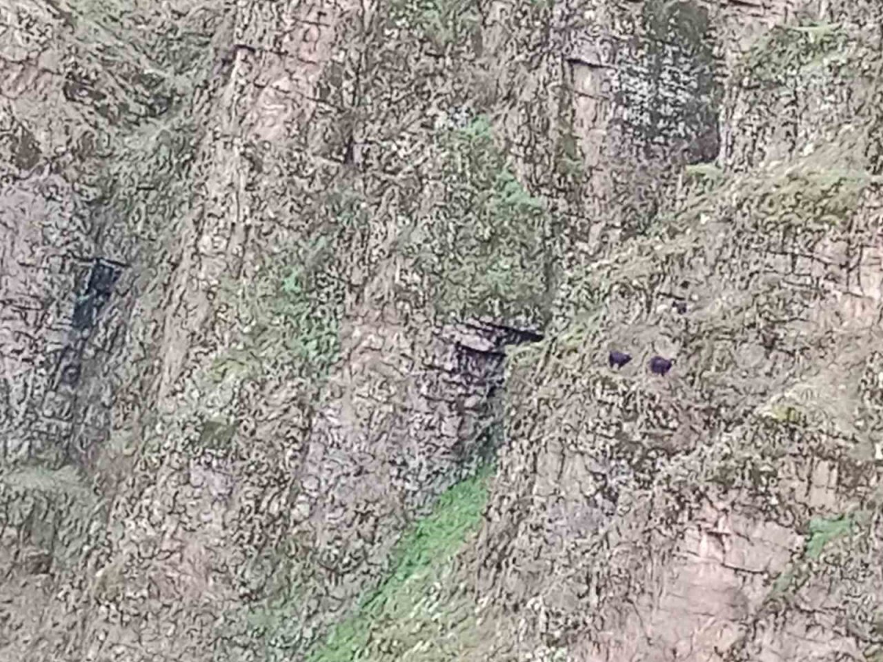 Batman’da kayalıklarda mahsur kalan 4 keçi kurtarılmayı bekliyor