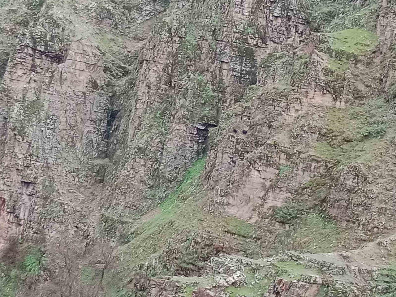 Batman’da kayalıklarda mahsur kalan 4 keçi kurtarılmayı bekliyor