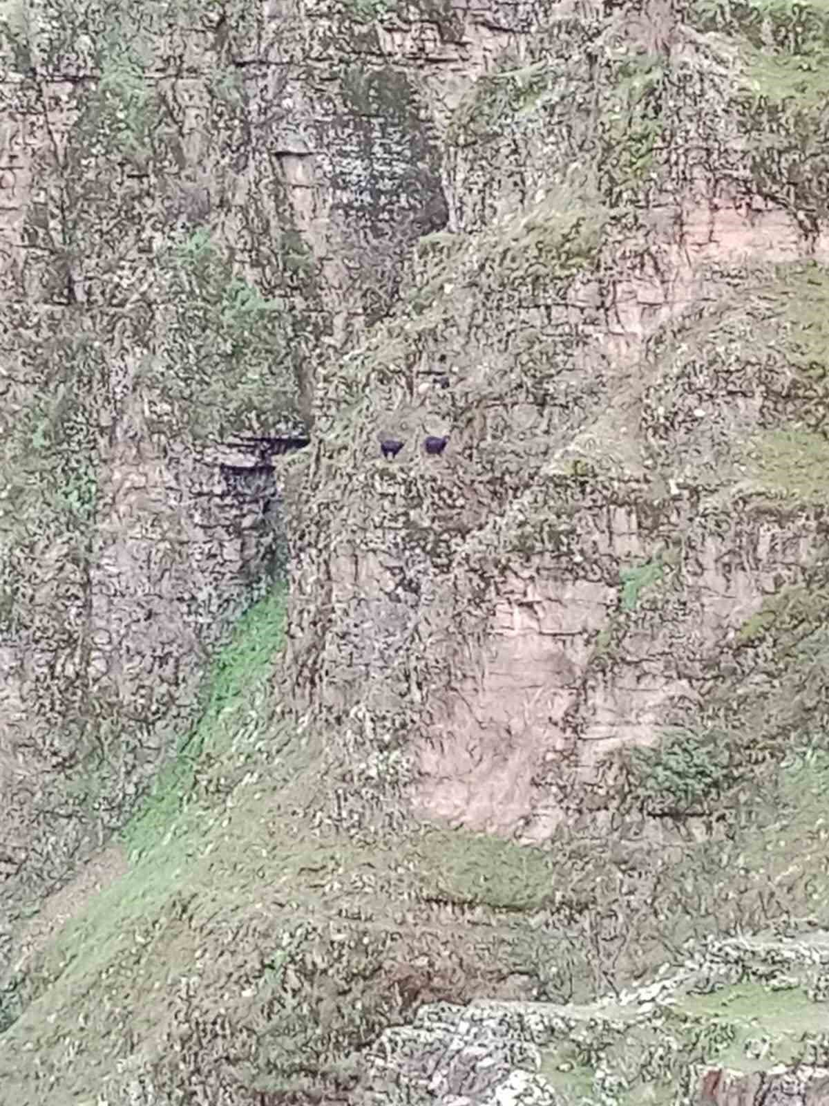 Batman’da kayalıklarda mahsur kalan 4 keçi kurtarılmayı bekliyor