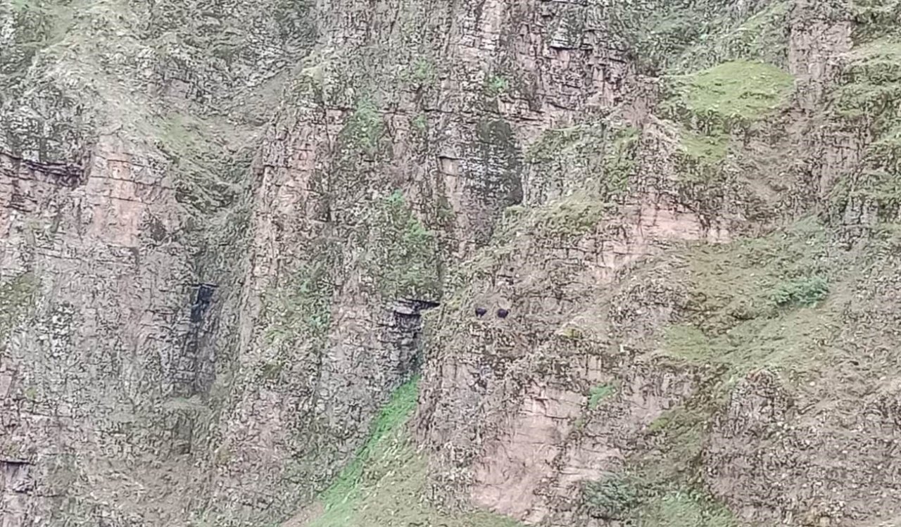 Batman’da kayalıklarda mahsur kalan 4 keçi kurtarılmayı bekliyor