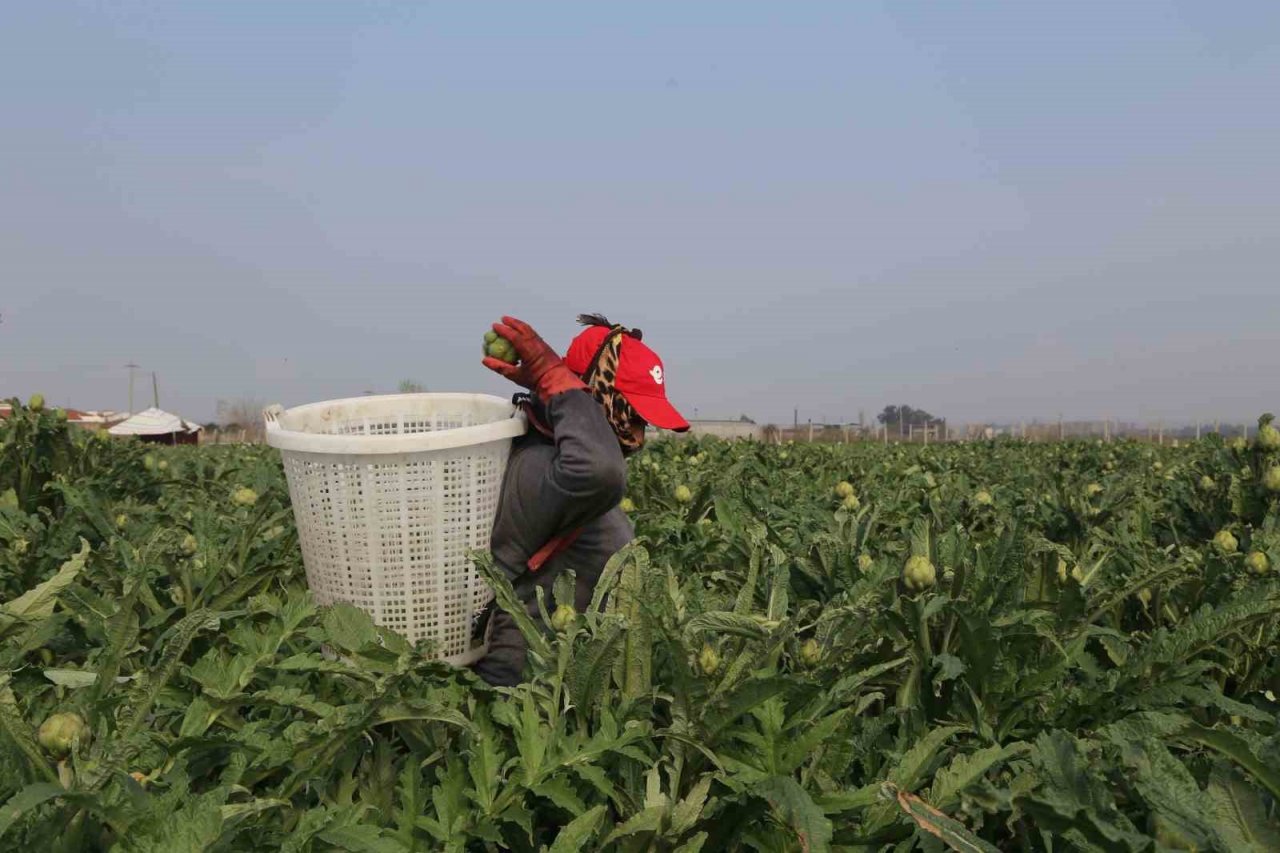 Efeler Belediyesi enginar hasadına başladı