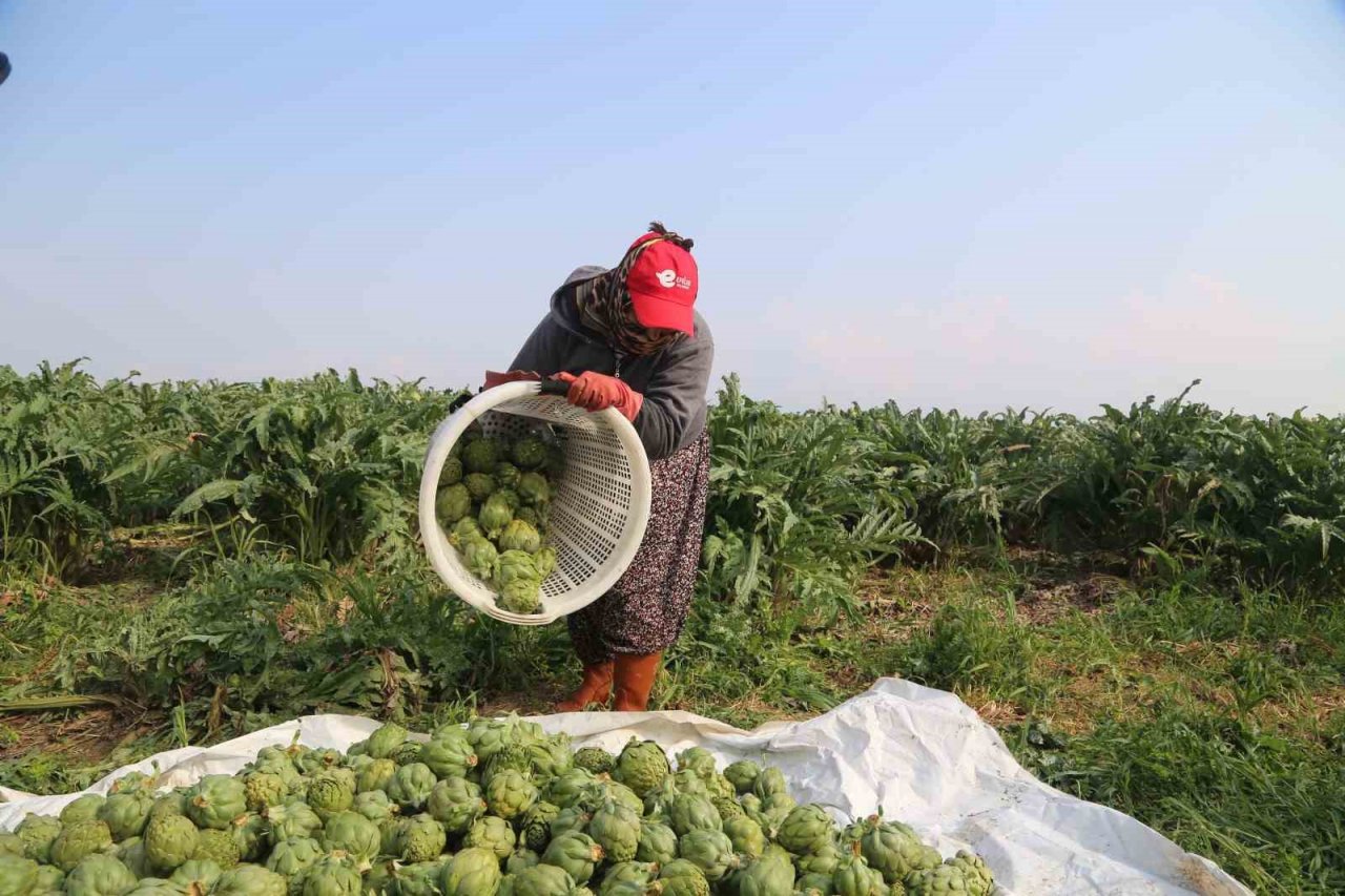 Efeler Belediyesi enginar hasadına başladı