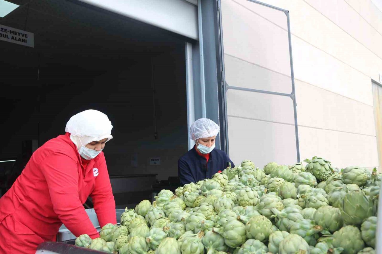 Efeler Belediyesi enginar hasadına başladı