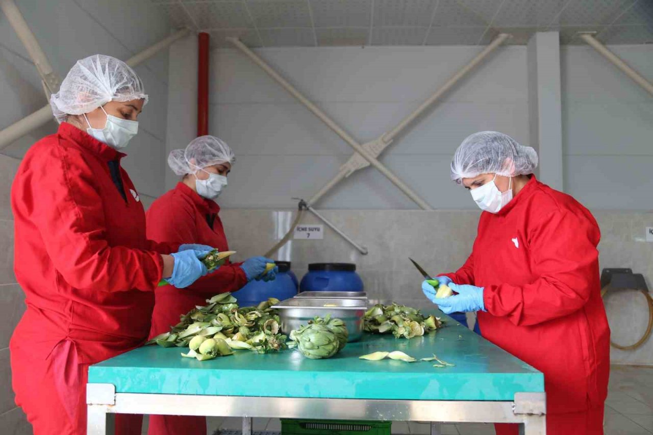 Efeler Belediyesi enginar hasadına başladı