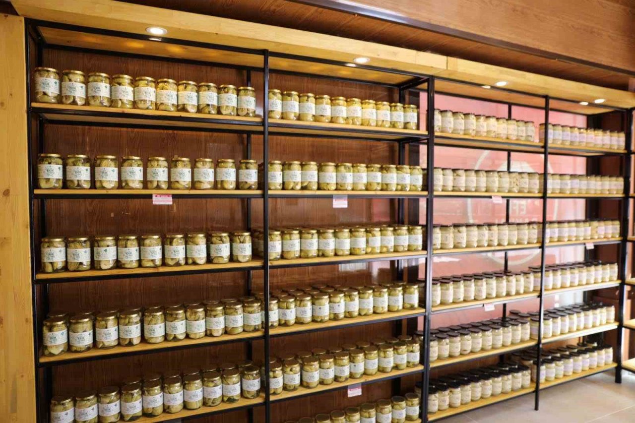 Efeler Belediyesi enginar hasadına başladı