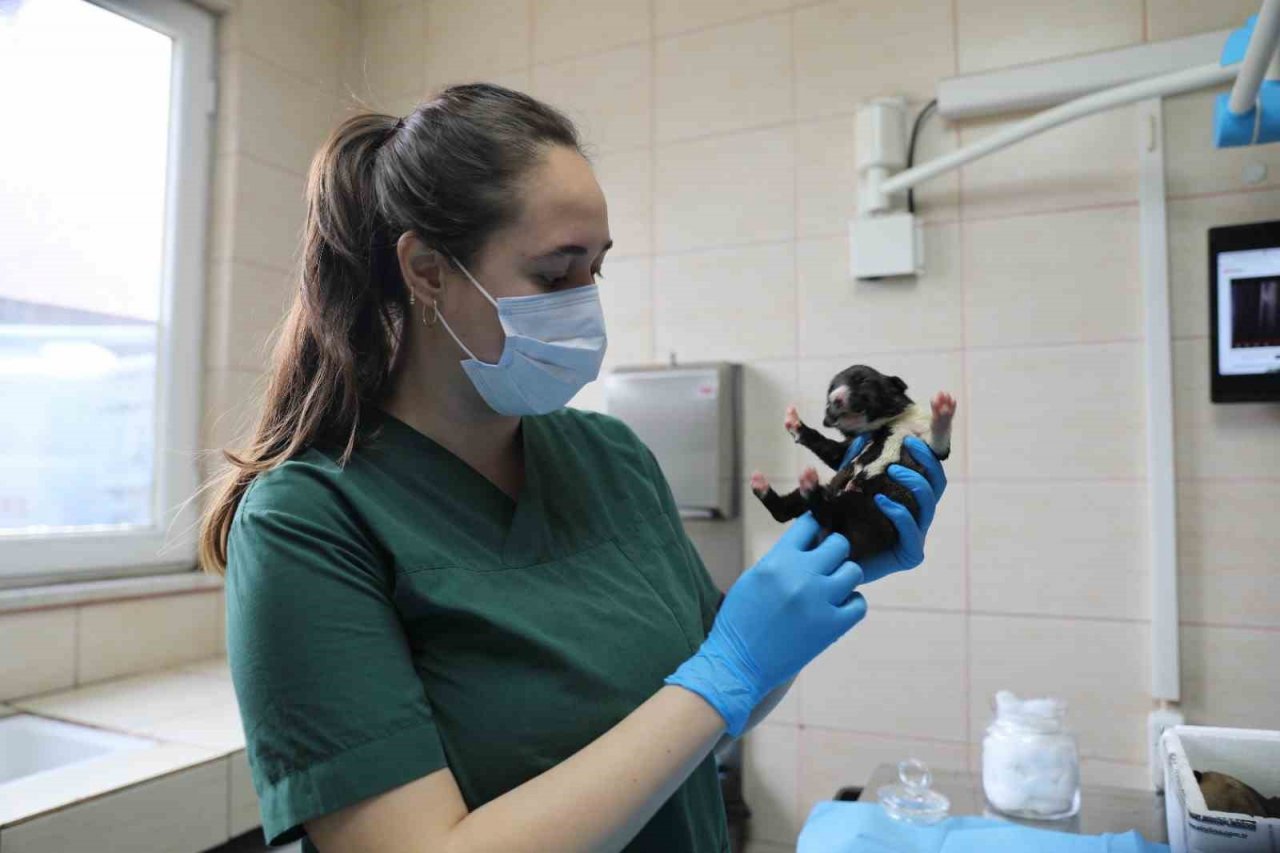 Yalova Belediyesi annesiz kalan yavru köpeklere kucak açtı