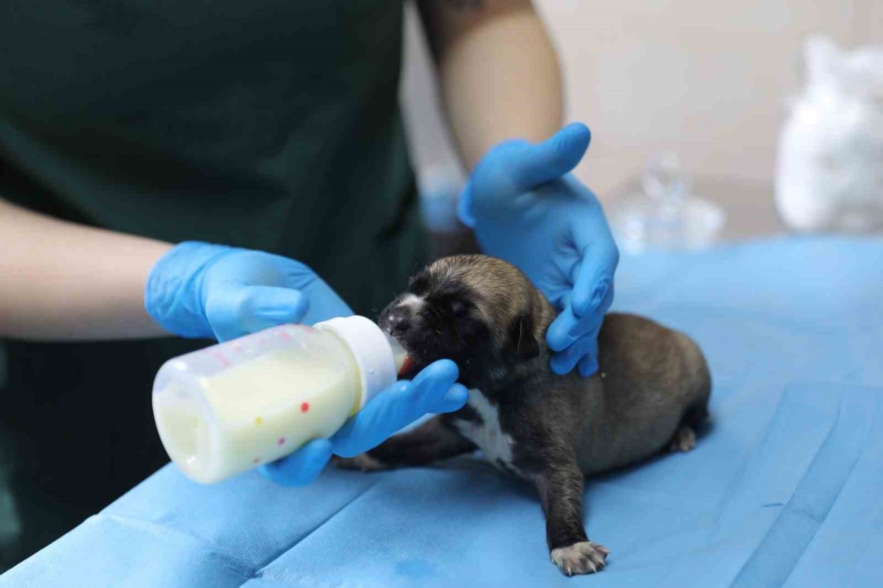 Yalova Belediyesi annesiz kalan yavru köpeklere kucak açtı
