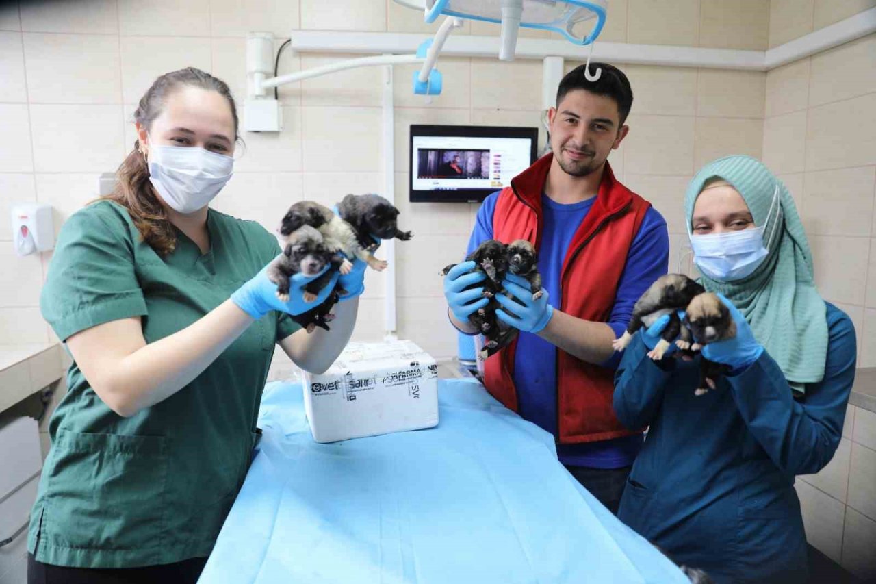 Yalova Belediyesi annesiz kalan yavru köpeklere kucak açtı