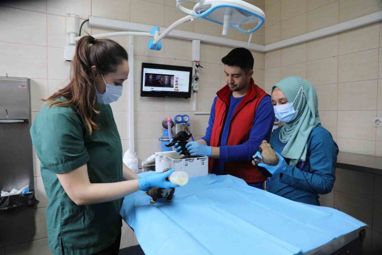 Yalova Belediyesi annesiz kalan yavru köpeklere kucak açtı
