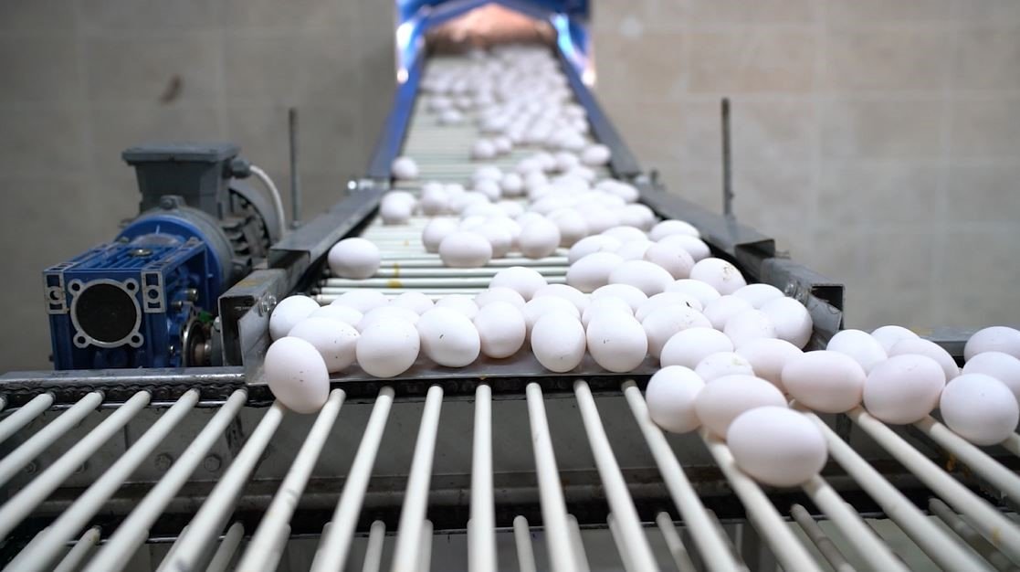 Cezaevinde üretilen yumurtalara yoğun ilgi