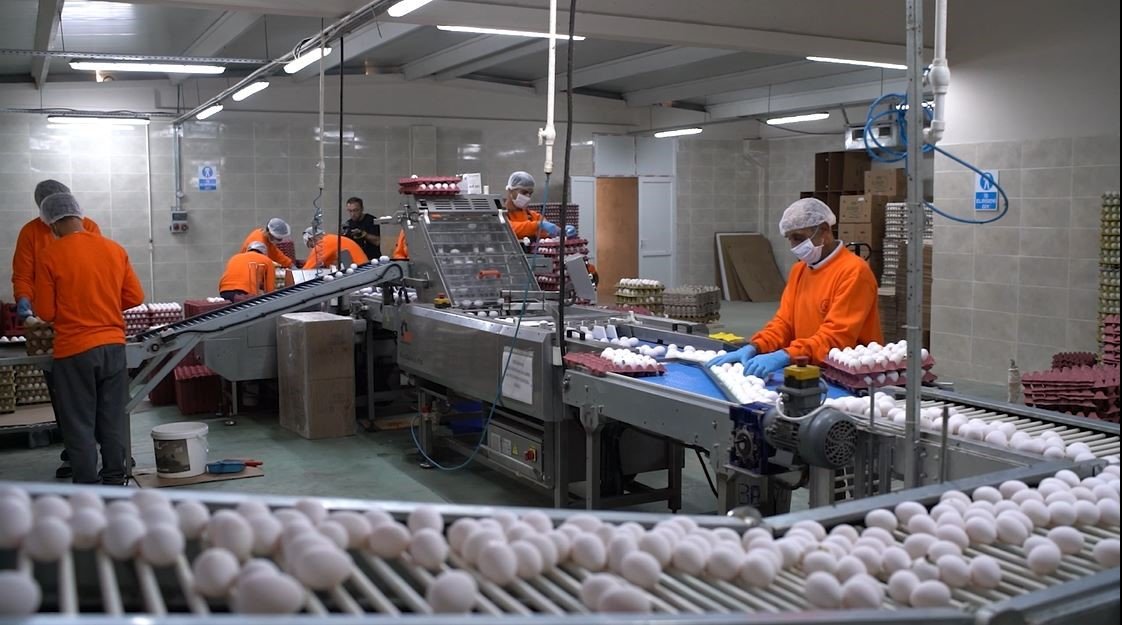 Cezaevinde üretilen yumurtalara yoğun ilgi