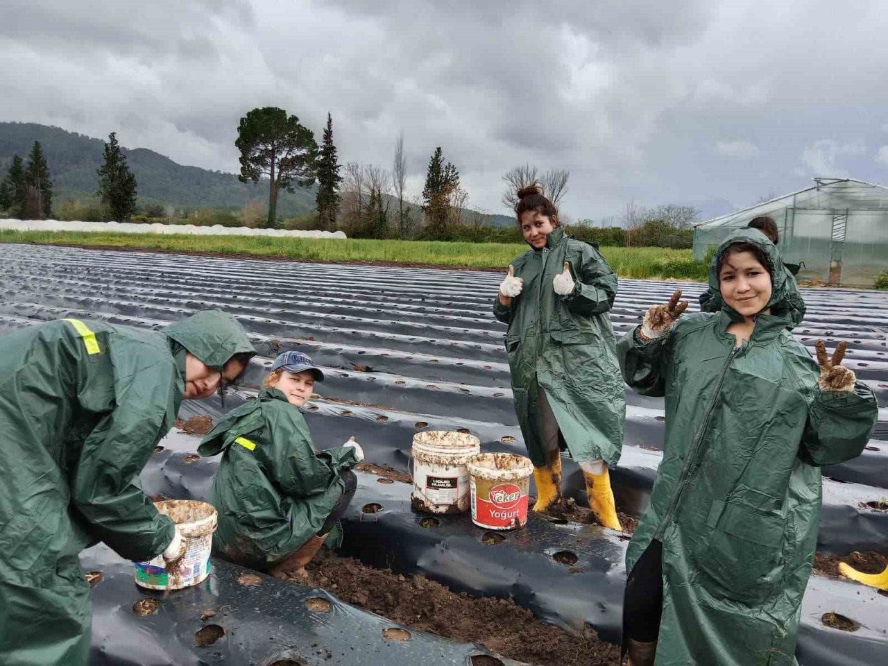 Köyceğiz’de öğrenciler çilek yetiştiriciliğine başladı