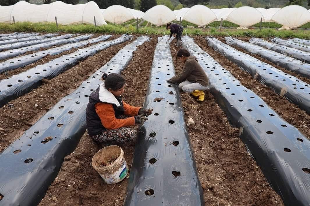 Köyceğiz’de öğrenciler çilek yetiştiriciliğine başladı