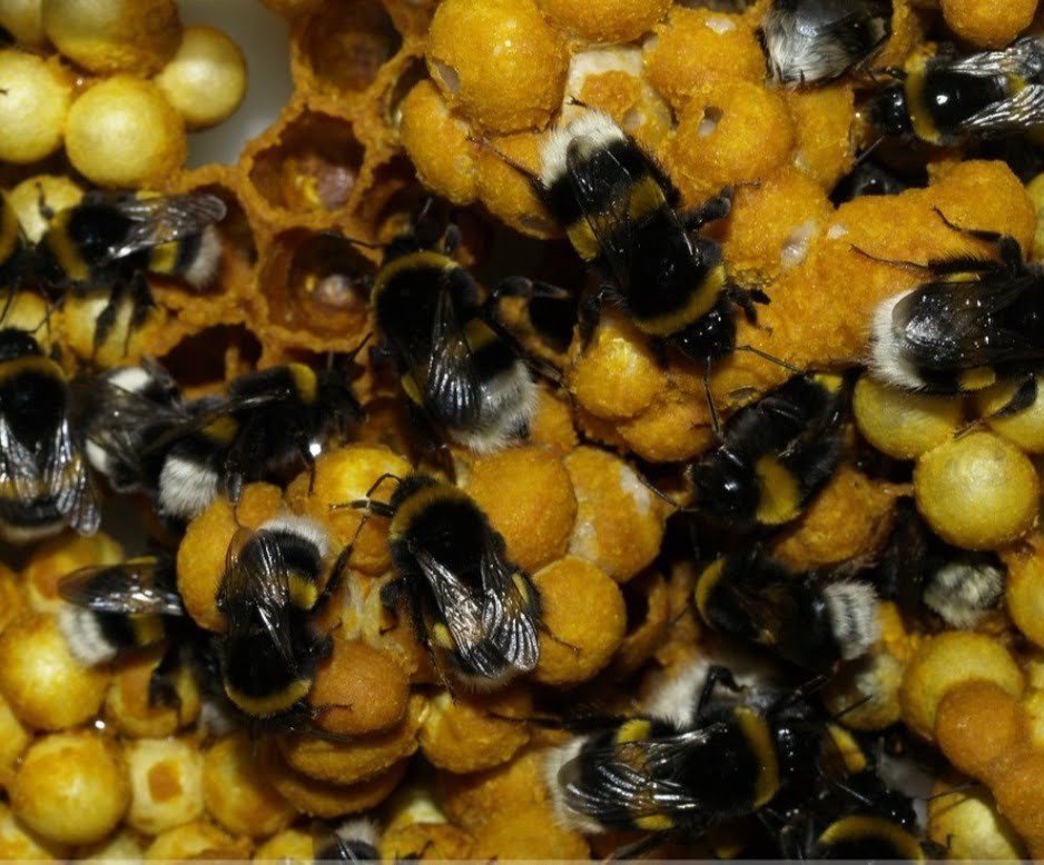 Ordu’da seralara bombus arısı dopingi