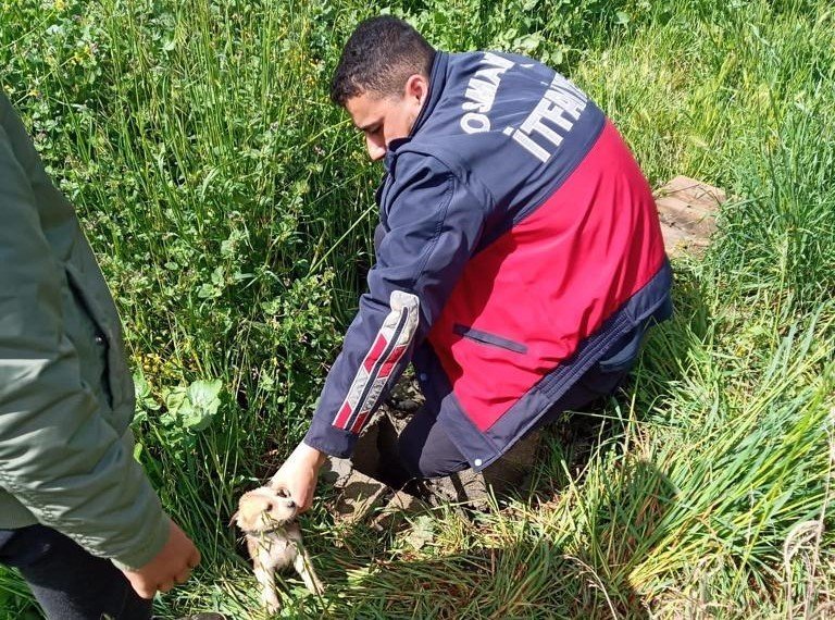 Osmaniye’de kuyuya düşen 4 yavru köpeği, itfaiye ekipleri kurtardı