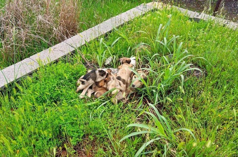 Osmaniye’de kuyuya düşen 4 yavru köpeği, itfaiye ekipleri kurtardı