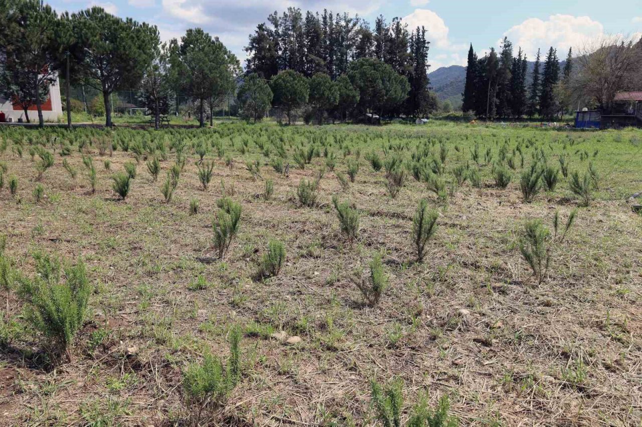 Tarım bölümü öğrencileri hem öğreniyor, hem üretiyor