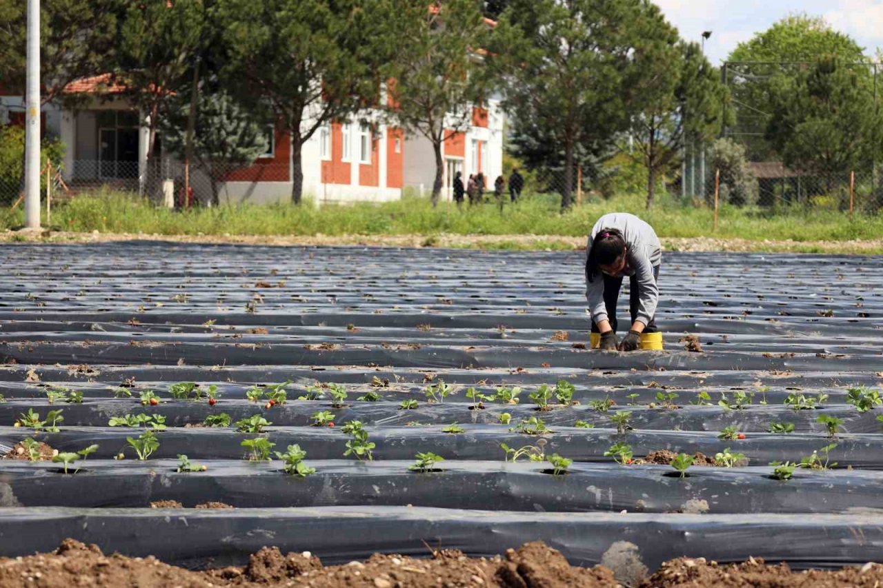 Tarım bölümü öğrencileri hem öğreniyor, hem üretiyor