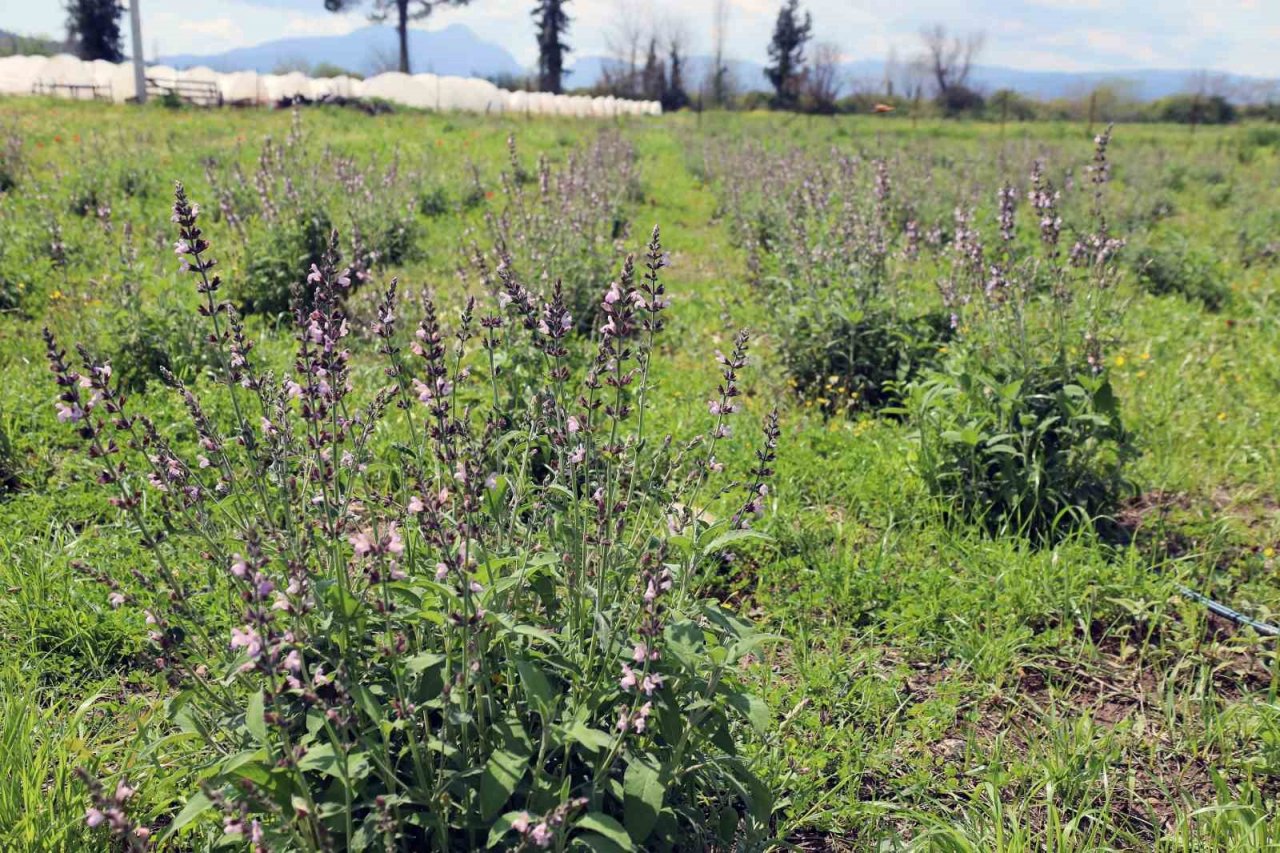 Tarım bölümü öğrencileri hem öğreniyor, hem üretiyor