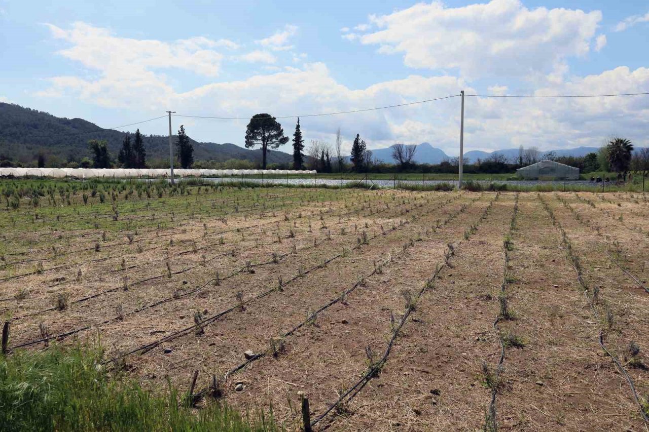 Tarım bölümü öğrencileri hem öğreniyor, hem üretiyor
