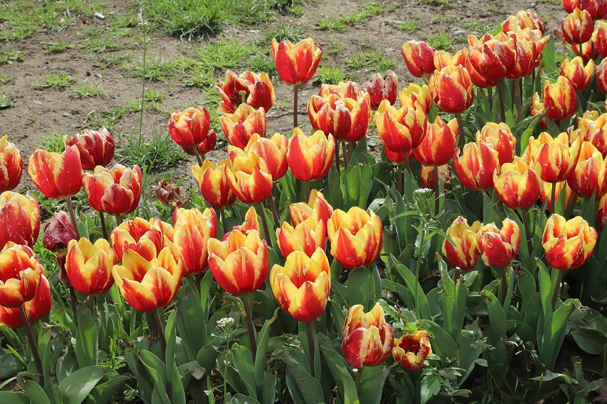 Kağıthane’de lale mevsimi başladı