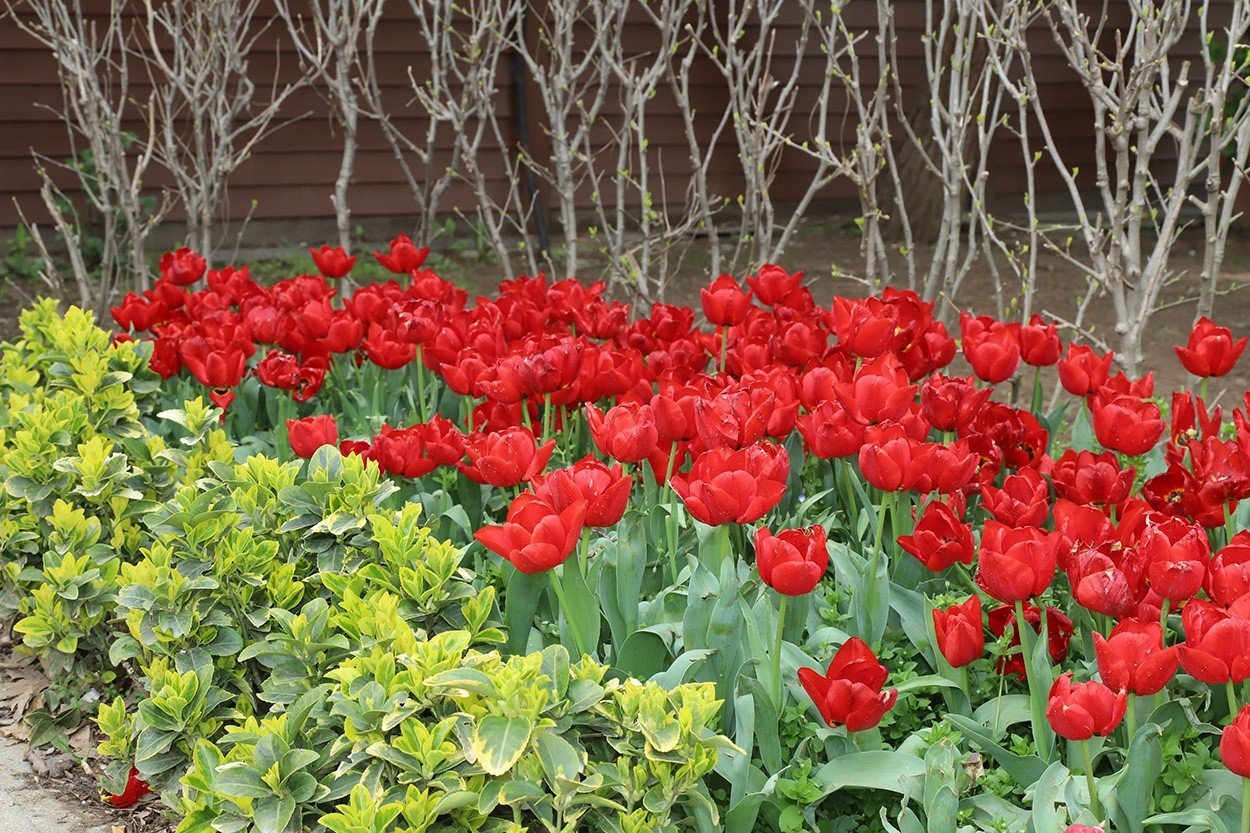 Kağıthane’de lale mevsimi başladı