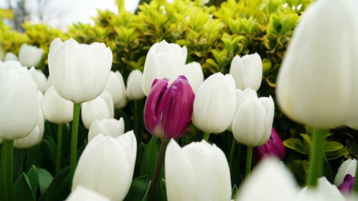 Kağıthane’de lale mevsimi başladı