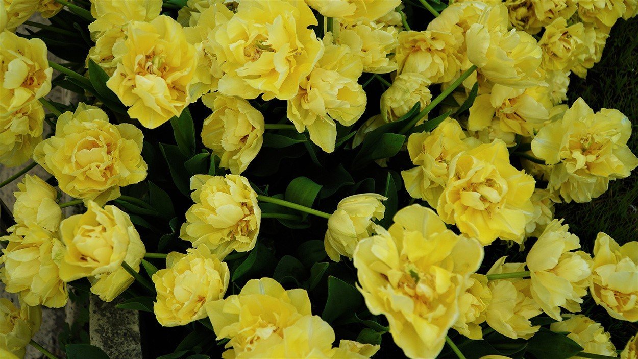 Kağıthane’de lale mevsimi başladı