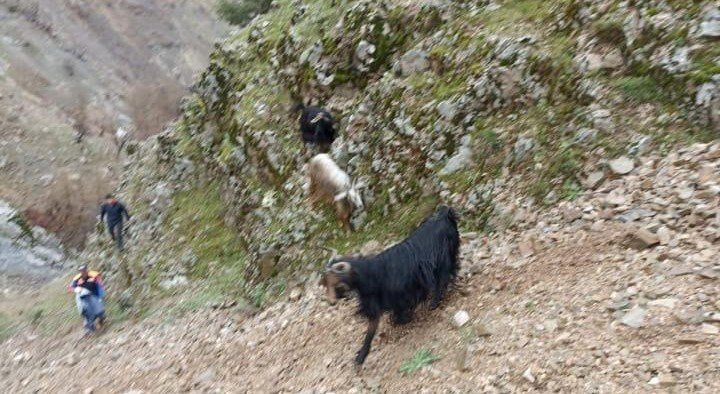Batman’da kayalıklarda mahsur kalan 6 keçi kurtarıldı
