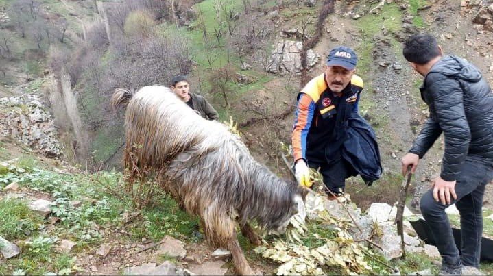 Batman’da kayalıklarda mahsur kalan 6 keçi kurtarıldı