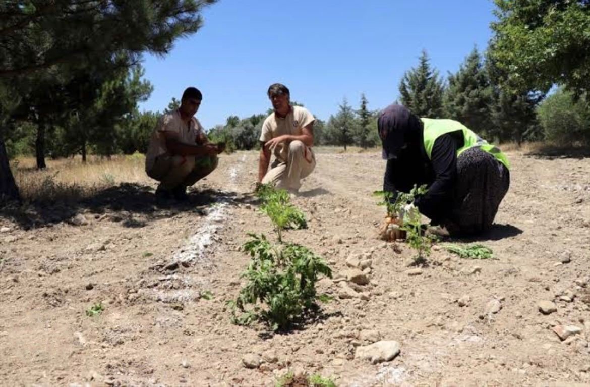 Elazığ Hipodromu’nda tıbbi aromatik bitki üretiminden ilk hasat yapıldı