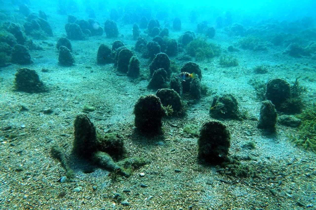 Marmara Denizi için yeni umudun adı: Pina