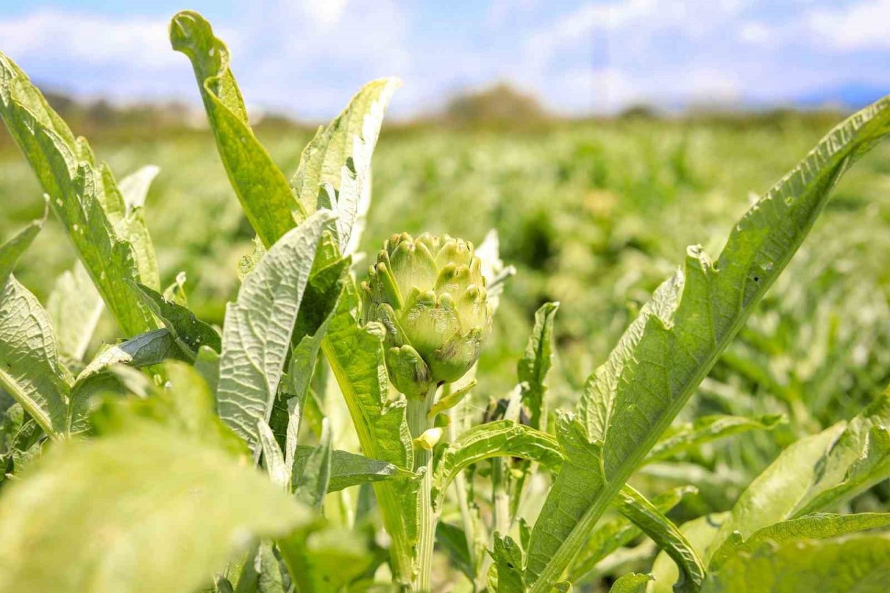 Seferihisar’ın enginarları hasat ediliyor