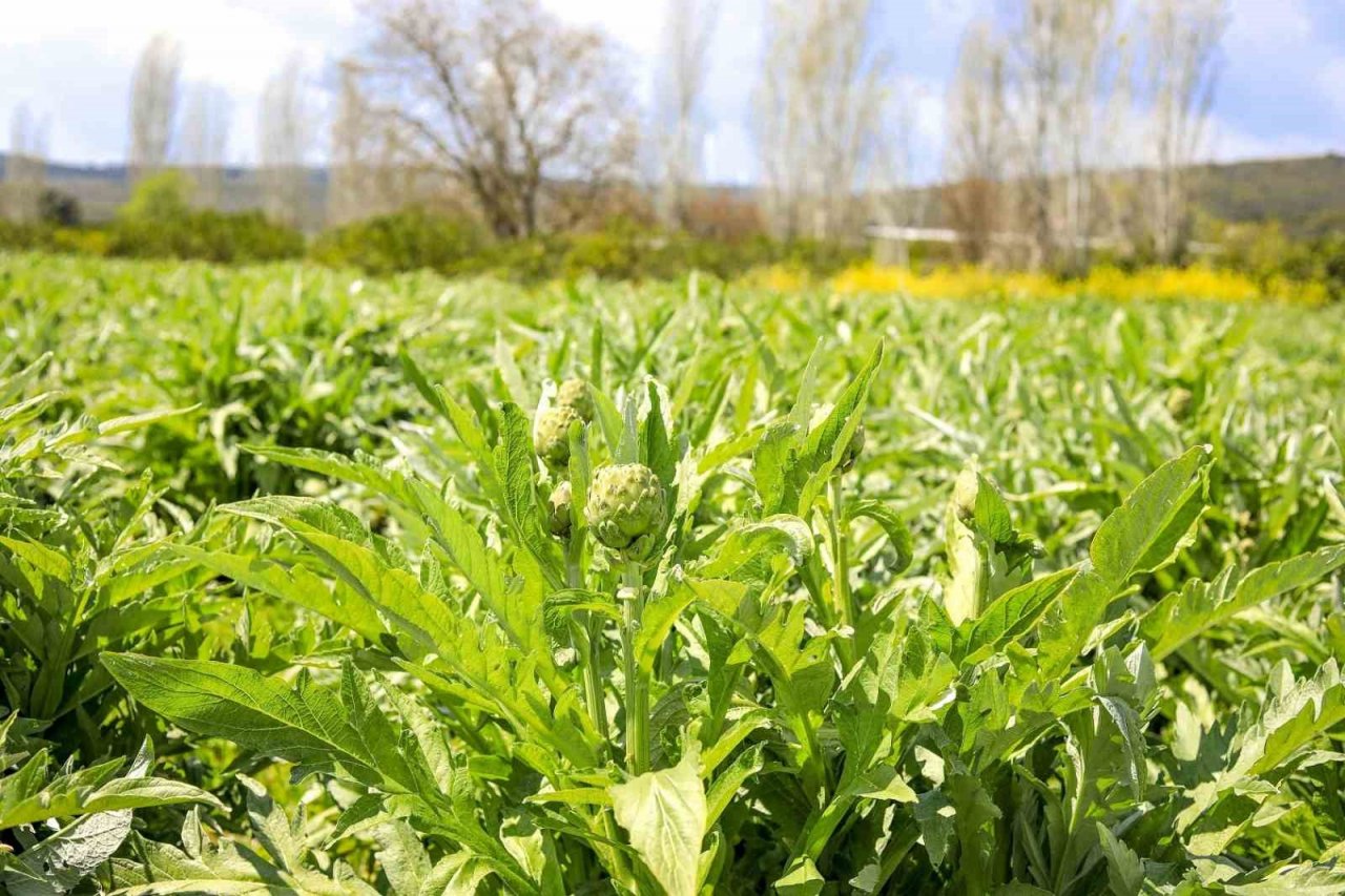 Seferihisar’ın enginarları hasat ediliyor