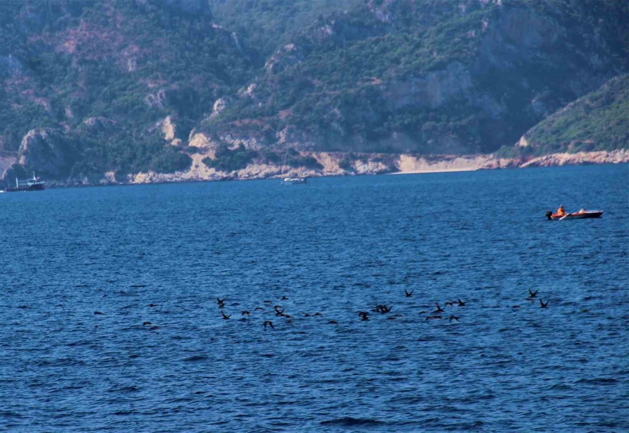 Kuşadası’nda yelkovan kuşları ölü bulundu