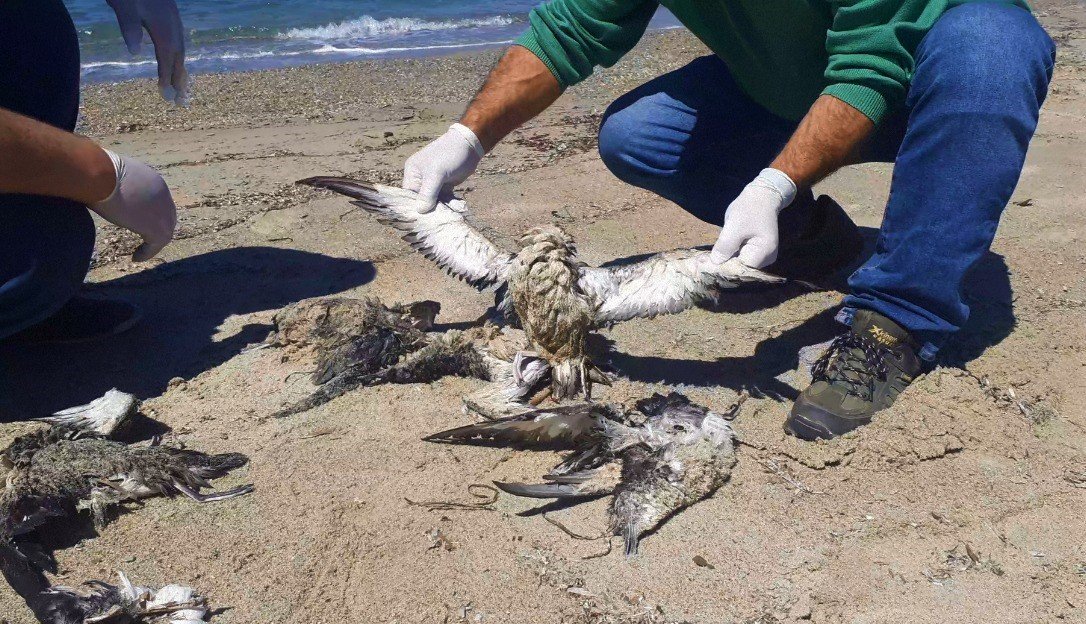 Kuşadası’nda yelkovan kuşları ölü bulundu