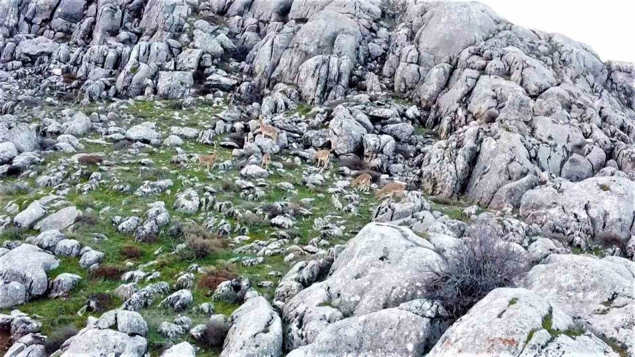 Elazığ’da dağ keçileri sürü halinde görüntülendi